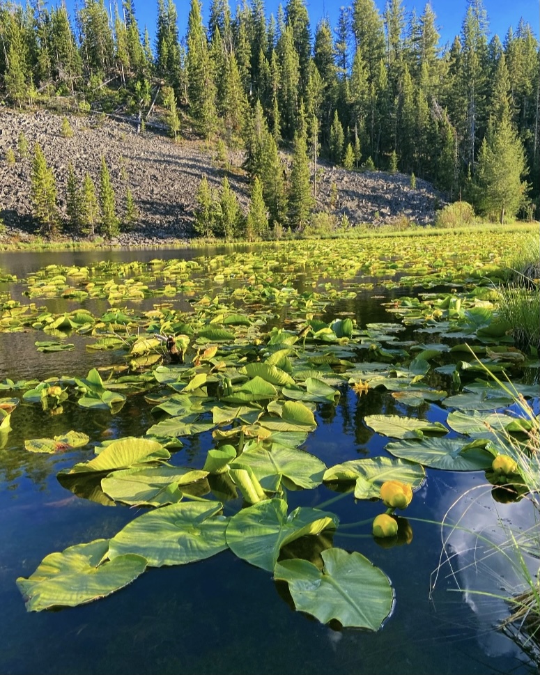 White Pelican Tour Company - West Yellowstone Tours